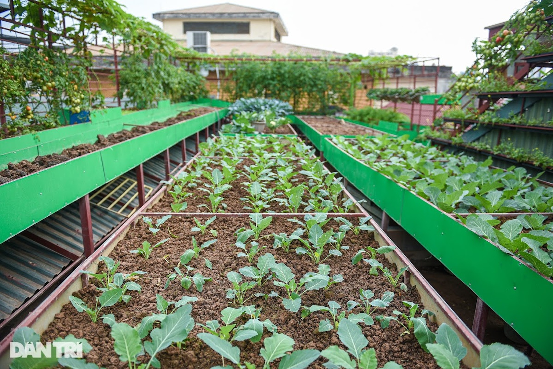 Ông bố ở Hà Nội chi 200 triệu đồng mang 10 tấn đất làm vườn sân thượng - 1 Ông bố ở Hà Nội chi 200 triệu đồng mang 10 tấn đất làm vườn sân thượng - 1