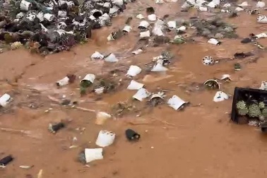 Nước lũ cuốn trôi vườn sen đá tiền tỷ ở Đà Lạt, chủ vườn bất lực khóc ròng