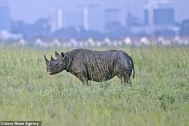 Vì sao những động vật lớn tiến hoá để đi bằng mũi chân?