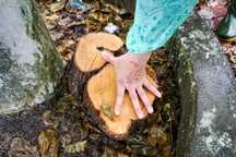 Cây hoa giấy "khủng" trang trí đường phố ở Đà Nẵng bị cưa trộm