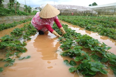 Nhiều khu dân cư và vườn tược ở Đà Lạt ngập sâu cả mét