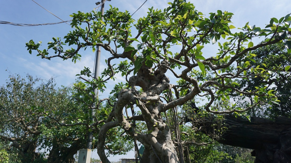 Khu vườn bỏ hoang toàn siêu cây bạc tỷ của đại gia nức tiếng một thời - 12 Khu vườn bỏ hoang toàn siêu cây bạc tỷ của đại gia nức tiếng một thời - 12