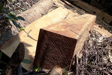 Hàng chục cây gỗ lớn bị đốn hạ ngổn ngang trong rừng tự nhiên