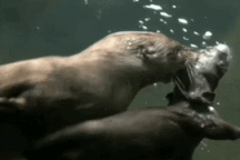 Thú vị khoảnh khắc rái cá mẹ dạy bơi cho con