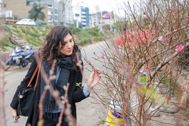 Ngắm đào Nhật Tân xuống phố khoe sắc sớm