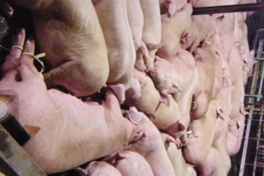 Vụ heo bị tiêm thuốc an thần: 17 nhân viên giải trình