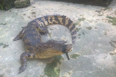 Sự thật về thủy quái gây xôn xao trên sông Thương