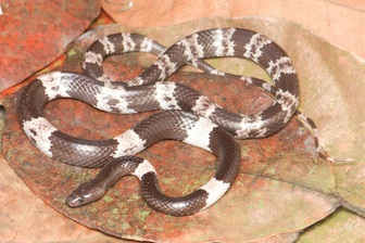 Cận cảnh loài rắn mới tại Việt Nam, sở hữu bề ngoài đáng sợ nhưng vô hại