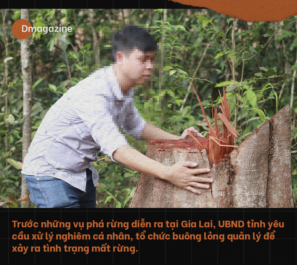 Chảy máu rừng Tây Nguyên: Ăn cám trả vàng và cuộc chiến không cân sức - 17 Chảy máu rừng Tây Nguyên: Ăn cám trả vàng và cuộc chiến không cân sức - 17