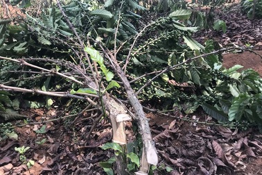 Gần 2.000 cây cà phê bị chặt phá trong đêm