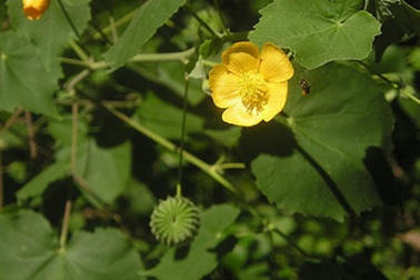 Cây cối xay: Hiệu quả cho người bị suy giảm thính lực