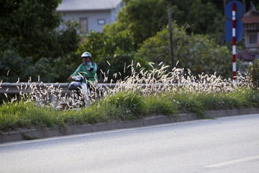 Con đường cỏ lau trắng muốt hiếm gặp ở Hà Nội