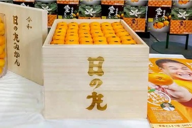 Khách hàng "mạnh tay" chi gần 10.000 USD mua một thùng quýt hồng đắt giá