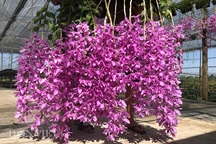 Giàn phong lan giả hạc thanh củi "khủng" của 9X Lâm Đồng