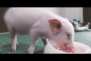 Youtuber khiến dân mạng phẫn nộ vì giết và ăn thịt thú cưng của chính mình