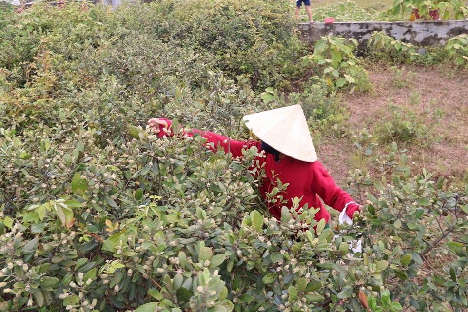 Hà Tĩnh: Người dân đổ xô đi hái sim, bỏ túi vài trăm nghìn đồng/ngày - 1 Hà Tĩnh: Người dân đổ xô đi hái sim, bỏ túi vài trăm nghìn đồng/ngày - 1