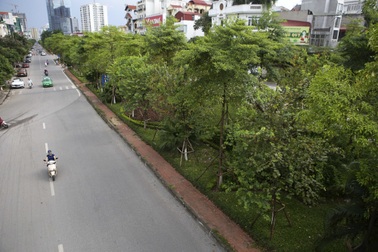 Những dải phân cách xanh mướt bóng cây ở Hà Nội