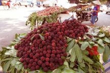 Quả thanh mai gây sốt: Từ Trung Quốc tràn sang thôi...