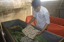 Bỏ ngang quản lý nhà hàng, thanh niên trẻ về quê nuôi dế mèn, thu gần 150 triệu đồng/năm