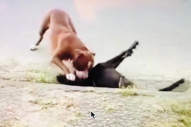 Chó Pitbull thả rông cắn dê