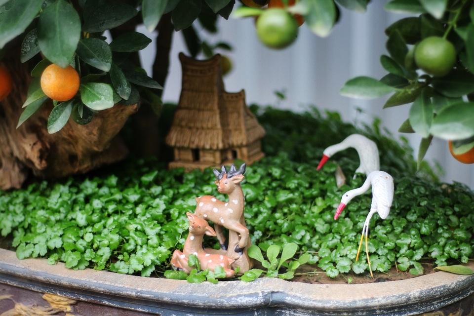 Quất ghép gỗ lũa độc lạ, đại gia phải đặt trước hàng tháng - 10 Quất ghép gỗ lũa độc lạ, đại gia phải đặt trước hàng tháng - 10