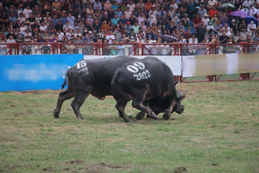 Lễ hội chọi trâu, chém lợn gây tranh cãi, vì sao chuyên gia đề xuất giữ?