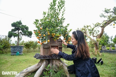 Lạ lùng quất bonsai trồng trong nhà rông, nhà phố cổ Hà Nội