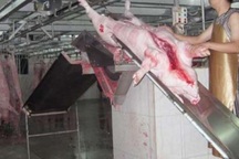 Trung Quốc cũng muốn "giải cứu" heo Việt?