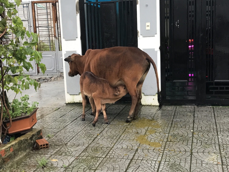 Người dân trong khu đô thị phát hoảng vì bị đàn bò thả rông khủng bố! - 2 Người dân trong khu đô thị phát hoảng vì bị đàn bò thả rông khủng bố! - 2