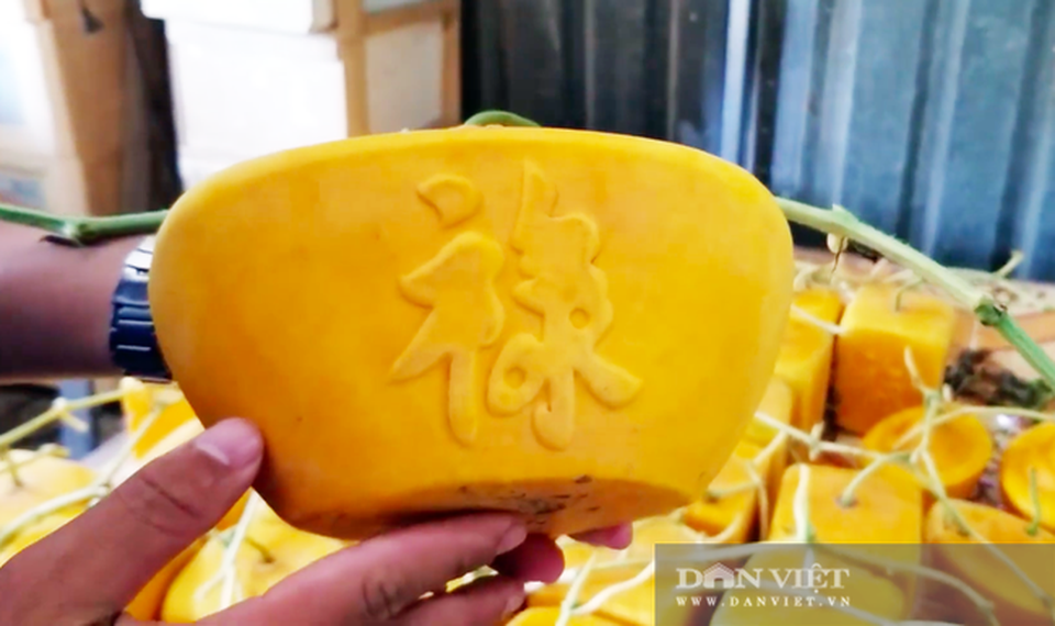 Cho dưa hấu vào thùng gỗ, cuối vụ mở ra bán tiền triệu mỗi quả - 7 Cho dưa hấu vào thùng gỗ, cuối vụ mở ra bán tiền triệu mỗi quả - 7