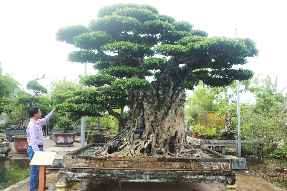 “Chấn động” tác phẩm 28 tỷ đồng được “biến hóa” từ ngọn cây tưởng bỏ đi - 1 “Chấn động” tác phẩm 28 tỷ đồng được “biến hóa” từ ngọn cây tưởng bỏ đi - 1