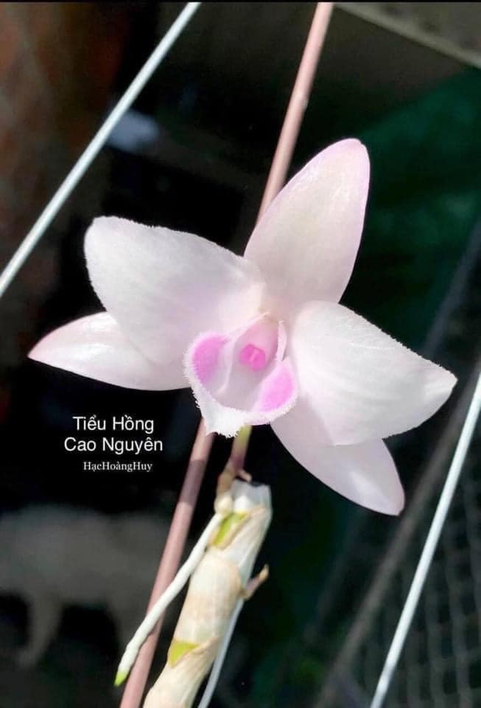 Nghệ nhân Nguyễn Duy Hòa chia sẻ kinh nghiệm trồng và chăm sóc lan đột biến - 3 Nghệ nhân Nguyễn Duy Hòa chia sẻ kinh nghiệm trồng và chăm sóc lan đột biến - 3