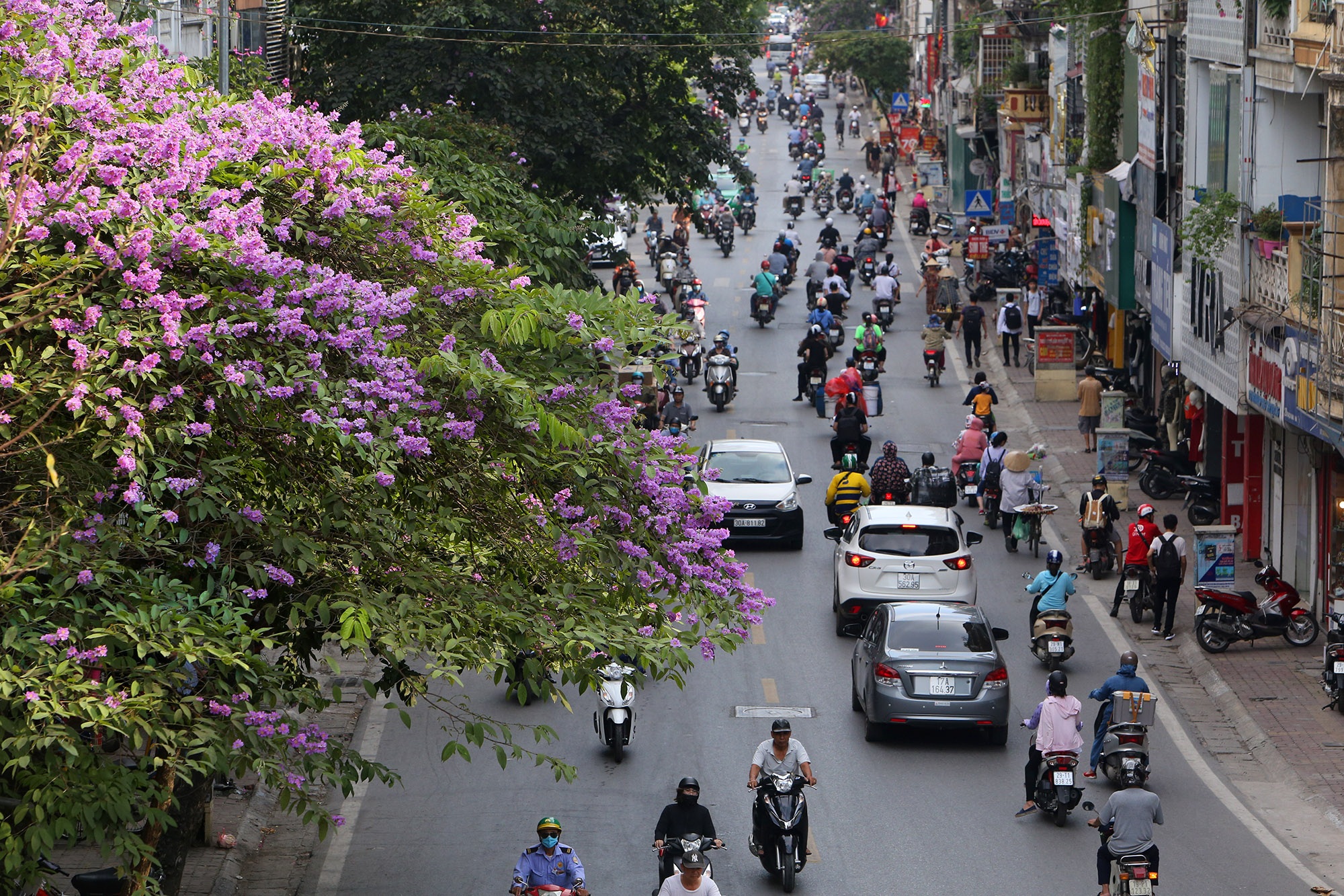 Hoa bằng lăng phủ tím nhiều con đường Hà Nội