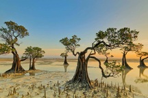 Bí ẩn về rừng cây "nhảy múa" khi hoàng hôn buông xuống