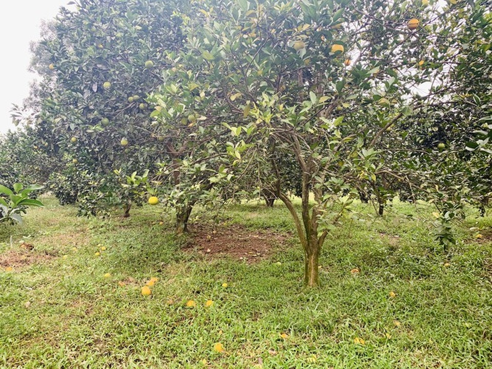 Người dân bất lực nhìn hàng chục tấn cam rụng tả tơi sau mưa lũ - 5 Người dân bất lực nhìn hàng chục tấn cam rụng tả tơi sau mưa lũ - 5