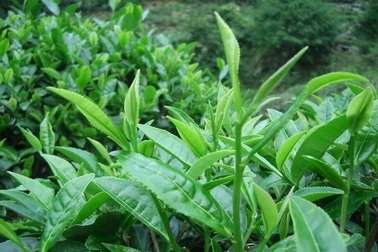 Trà xanh tự nhiên, có thật “tự nhiên”?