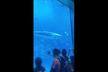 Công viên thủy cung Trung Quốc gây tranh cãi vì dùng cá robot thay cá thật