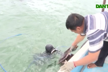 Người nuôi tôm Phú Yên nói về giá tôm hùm chỉ 200.000 đồng/kg