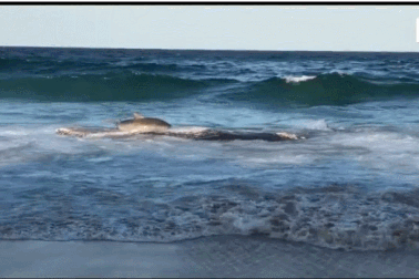 Cá mập hổ lên cạn để ăn xác cá voi lưng gù khổng lồ