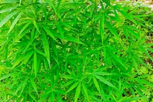 Người đàn ông ngoại quốc "biến" bãi giữa sông Hồng thành vườn cần sa