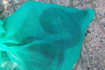 Xe khách chở hai con rắn hổ chúa quý hiếm dài gần 3 mét