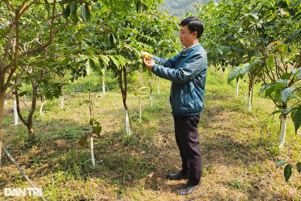 Kỹ sư bỏ phố về rừng trồng loại cây hái hoa bán giá chục triệu đồng/kg - 1 Kỹ sư bỏ phố về rừng trồng loại cây hái hoa bán giá chục triệu đồng/kg - 1