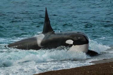 Lý do đằng sau việc cá voi sát thủ "biếu" thức ăn cho con người