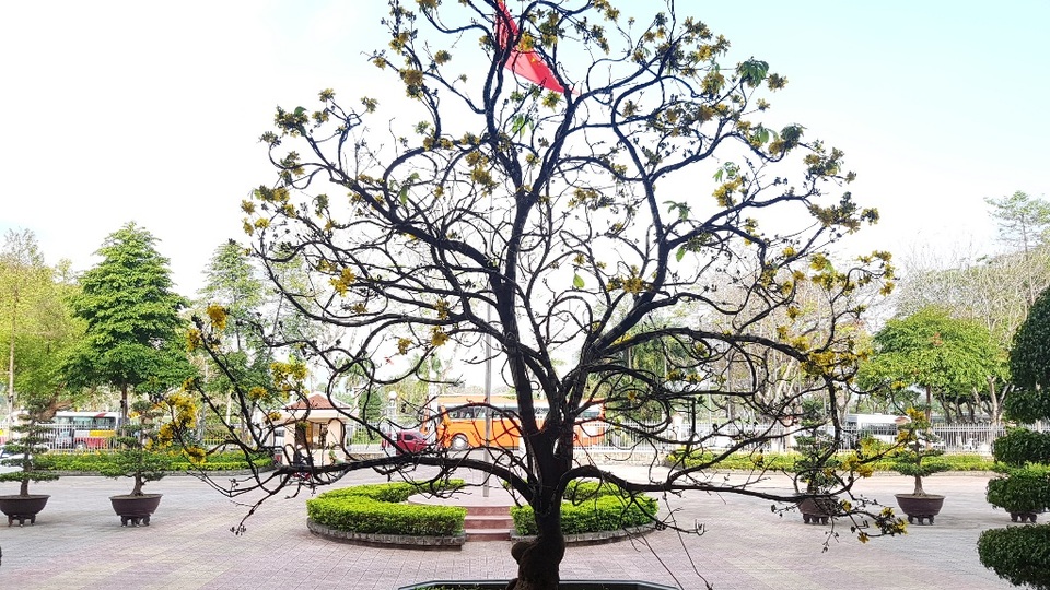 Chiêm ngưỡng cây mai độc lạ, dáng “bình phong” tại Huế - 12 Chiêm ngưỡng cây mai độc lạ, dáng “bình phong” tại Huế - 12