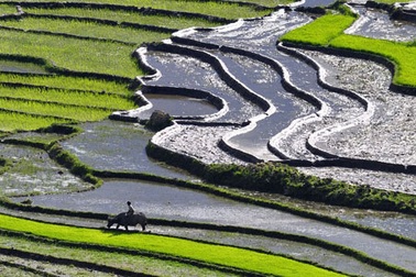 Ngắm Sapa trong vụ cấy mới