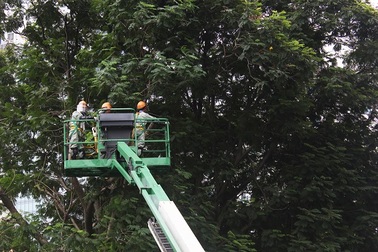 Hà Nội bắt đầu cắt tỉa hàng cây xanh trên đường Kim Mã