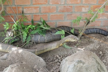 Sẽ tịch thu cặp rắn hổ mây “khủng” bắt được ở núi Cấm