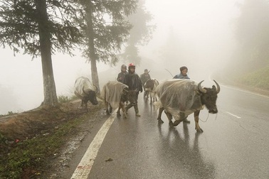 Miền Bắc tiếp tục rét đậm trong 3 ngày tới