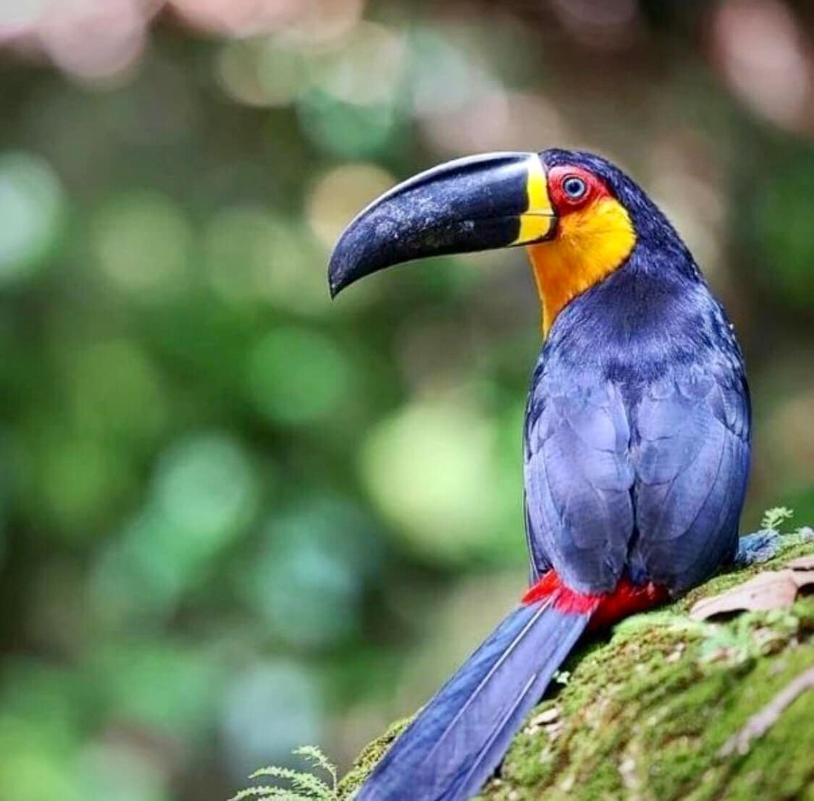 Vẻ đẹp của loài chim Toucan - 12