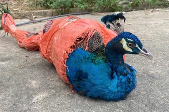 Phát hiện công Ấn Độ quý hiếm ở thác nước, người dân báo kiểm lâm